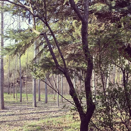 Fairytale By The Forest, Close To The River